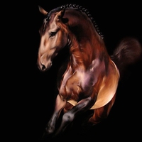 Lusitan Horse Portrait