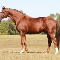 Chestnut Hannoverian