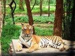 The South Chinese Tiger