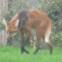 Maned Wolf