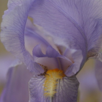 Purple Iris