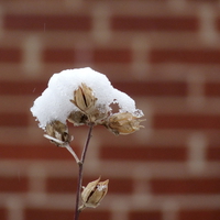 snow flower