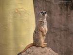 The Meerkat
