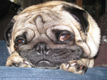 The Pug