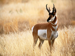 The Pronghorn