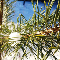 Green on melting snow