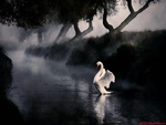 swan
