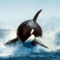 Free Willy ;)