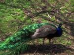 peacock