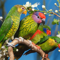 parrots