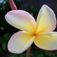 Plumeria (Frangipani)