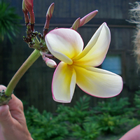 Frangipani (Plumeria)