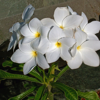 Tahiti Flowers