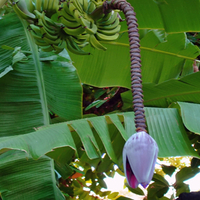 Banana Flower