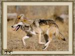 Running Wolf in Frame