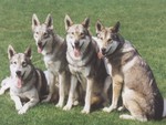 A Pack of Saarloos Wolfhounds