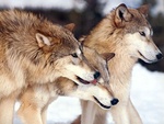 wolves