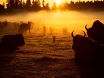 Buffaloes