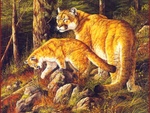 Mountain lions