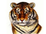 Tiger art close-up