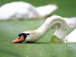Beautiful swan
