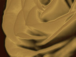 Golden Rose