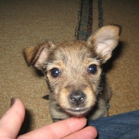 Curious little puppy Mimi