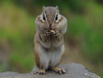  Chipmunk