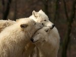 Wolf Love
