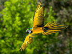 The Flight of Blue and Yellow Macaw