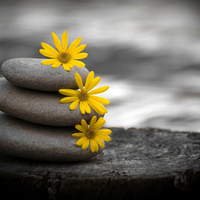 zen stones and daisies