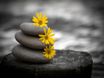 zen stones and daisies