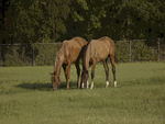 Grazing Horse Friends
