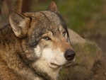 Wolf Portrait