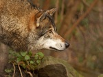 Red Wolf Stare