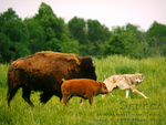 Wolf Hunting on the Buffalo Calf