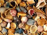 Colourful seashells
