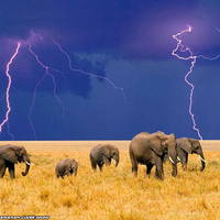 elephants in storm