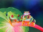 Cute Frogs
