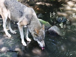 Thirsty Wolf drinking