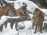 Tigers in Snow