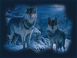 Wolfs in snow