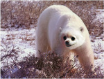 The Polar Seal!!!