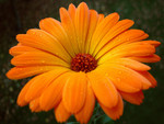 orange-gerbera-flower