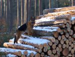 The Log Climber!!!!!  :0