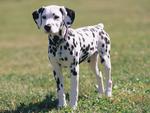 The Spotted Dalmation