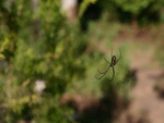 Spider in a web in our garden
