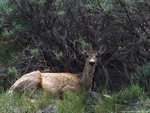Deer in Bush