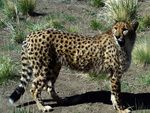 The Cheetah