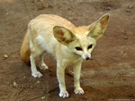 The Fennec Fox
